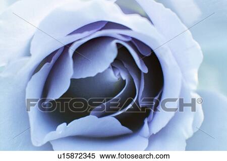 Stock Photography - Rose. Fotosearch