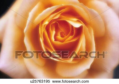 Rose View Large Photo Image Stock Photography - Rose. Fotosearch