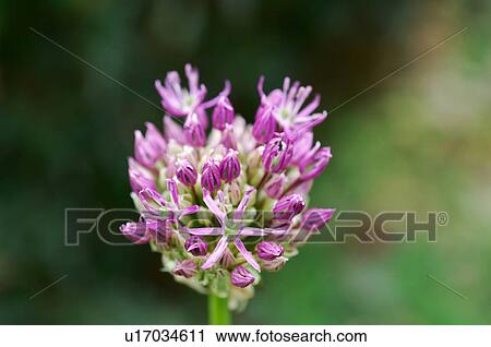 Allium caeruleum View Large Photo Image Stock Image - Allium caeruleum. Fotosearch