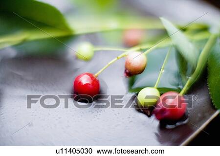 Amelanchier spp View Large Photo Image Stock Image - Amelanchier spp. Fotosearch