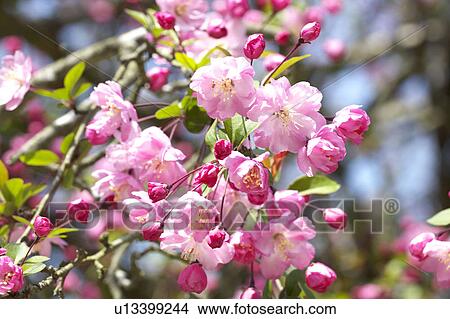 Picture - Aronia. Fotosearch