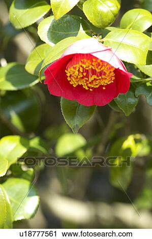 Stock Image - Camellia. Fotosearch