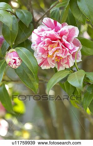 Camellia View Large Photo Image Stock Photo - Camellia. Fotosearch