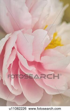 Stock Photograph - Camellia. Fotosearch