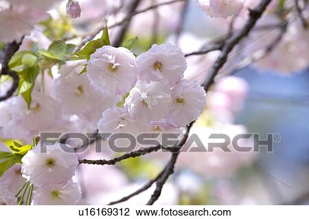 Cherry blossoms View Large Photo Image Stock Image - Cherry blossoms. Fotosearch