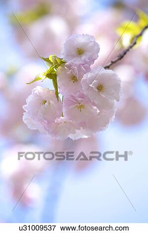 Cherry blossoms View Large Photo Image Stock Photo - Cherry blossoms. Fotosearch