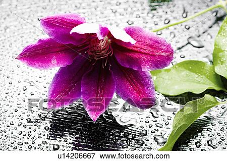 Stock Photo - Clematis. Fotosearch