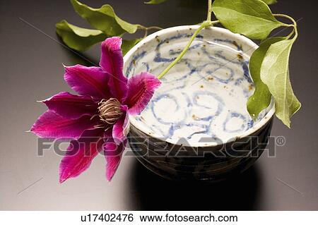 Clematis View Large Photo Image Stock Photograph - Clematis. Fotosearch