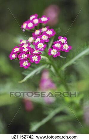 Stock Image - Common yarrow. Fotosearch