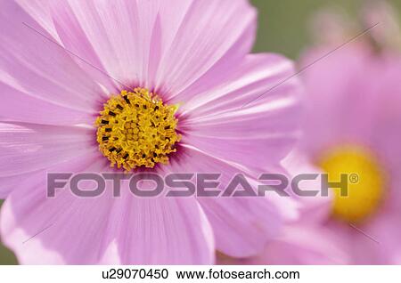 Cosmos View Large Photo Image Stock Image - Cosmos. Fotosearch