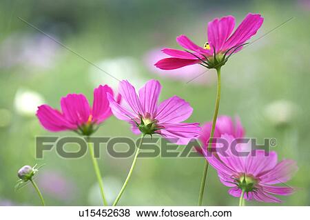 Cosmos View Large Photo Image Stock Photo - Cosmos. Fotosearch