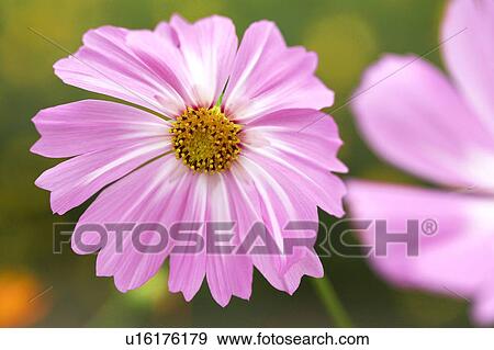 Stock Photo - Cosmos. Fotosearch