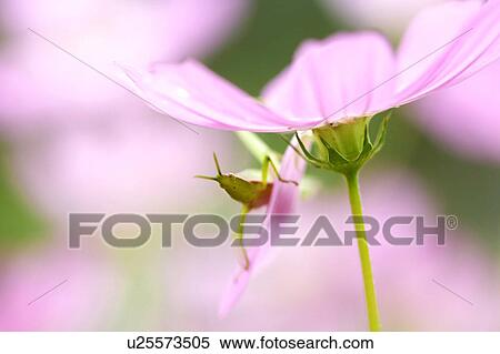 Stock Photography - Cosmos. Fotosearch
