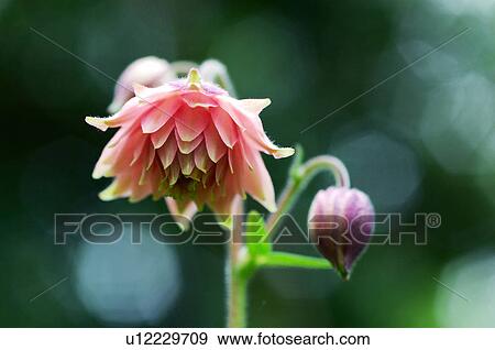 Stock Photo - European crowfoot. Fotosearch