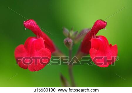 Flower View Large Photo Image Stock Image - Flower. Fotosearch