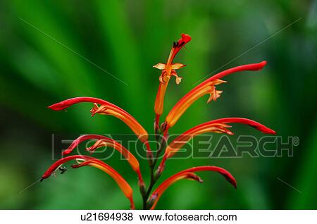 Stock Photo - Flower. Fotosearch