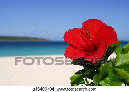 Picture - Hibiscus. Fotosearch