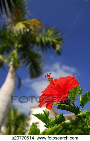 Picture - Hibiscus. Fotosearch