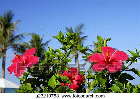 Stock Image - Hibiscus. Fotosearch