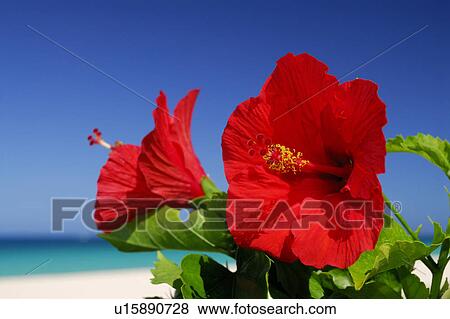 Hibiscus View Large Photo Image Stock Photo - Hibiscus. Fotosearch