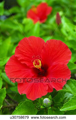 Hibiscus View Large Photo Image Stock Photo - Hibiscus. Fotosearch