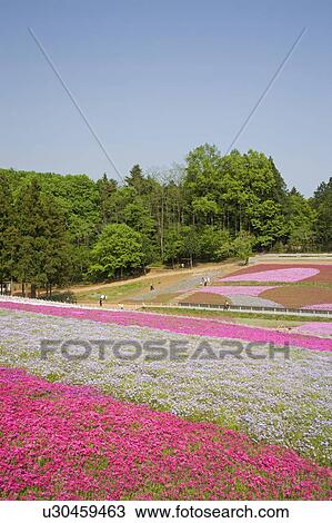 Stock Image - Hitsujiyama park. Fotosearch