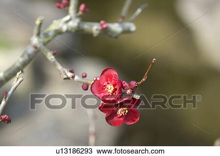 Japanese quince View Large Photo Image Stock Image - Japanese quince. Fotosearch