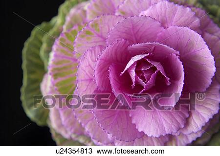 Ornamental cabbage View Large Photo Image Stock Image - Ornamental cabbage. Fotosearch