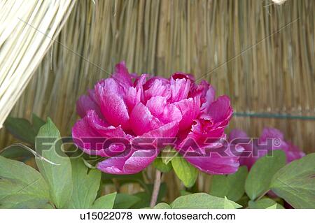 Stock Photo - Peony. Fotosearch