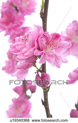 Prunnus persica View Large Photo Image Stock Photo - Prunnus persica. Fotosearch