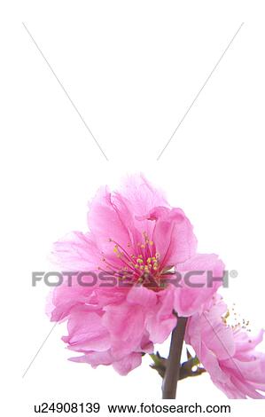 Stock Photo - Prunnus persica. Fotosearch