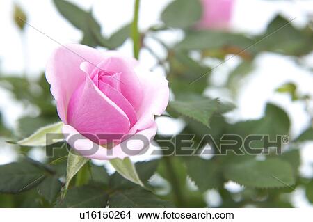 Picture - Rose. Fotosearch