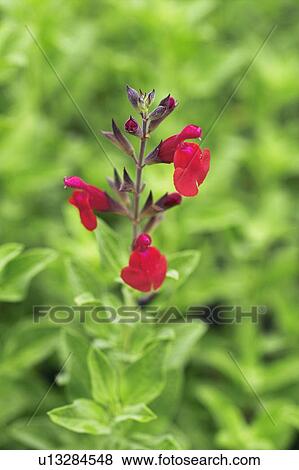 Stock Photo - Salvia greggii 'Autumn Sage'. Fotosearch