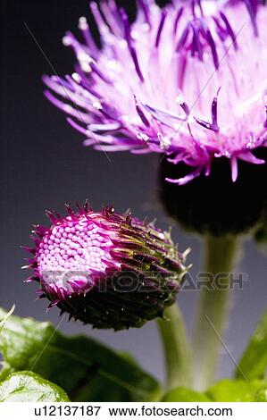 Stock Photo - Thistle. Fotosearch