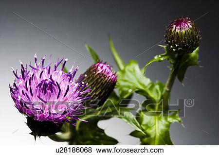 Stock Photo - Thistle. Fotosearch