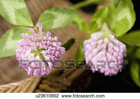 Stock Image - Trifolium pratense. Fotosearch