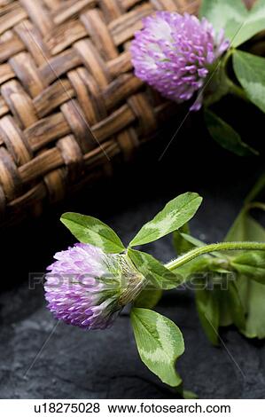 Stock Photo - Trifolium pratense. Fotosearch