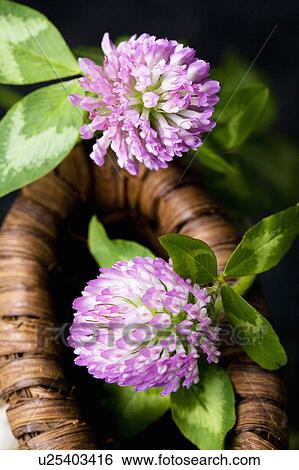 Trifolium pratense View Large Photo Image Stock Photograph - Trifolium pratense. Fotosearch