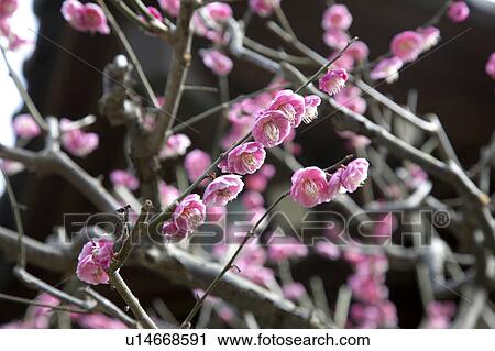 Ume View Large Photo Image Stock Image - Ume. Fotosearch