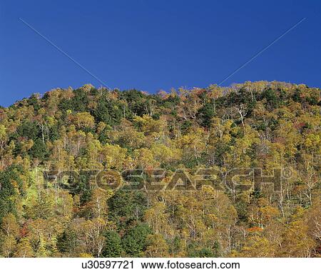 Colored leaves View Large Photo Image Stock Image - Colored leaves. Fotosearch