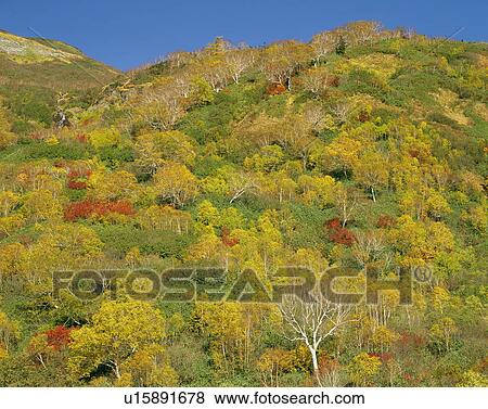 Stock Photo - Tsugaike nature park. Fotosearch