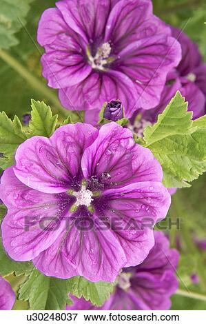 Stock Photo - Althaea rosea. Fotosearch