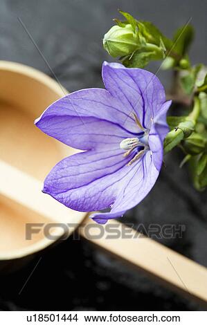 Picture - Bellflower. Fotosearch