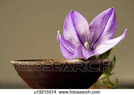 Picture - Bellflower. Fotosearch