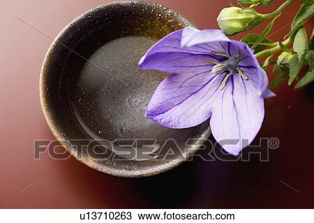 Stock Image - Bellflower. Fotosearch