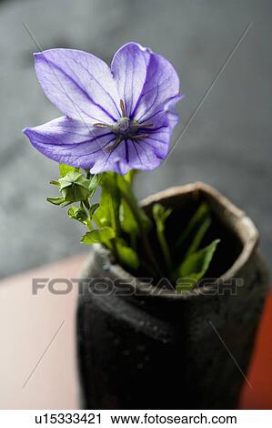 Stock Image - Bellflower. Fotosearch
