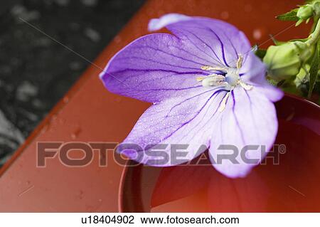 Stock Image - Bellflower. Fotosearch