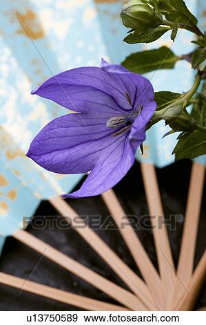 Bellflower View Large Photo Image Stock Photo - Bellflower. Fotosearch
