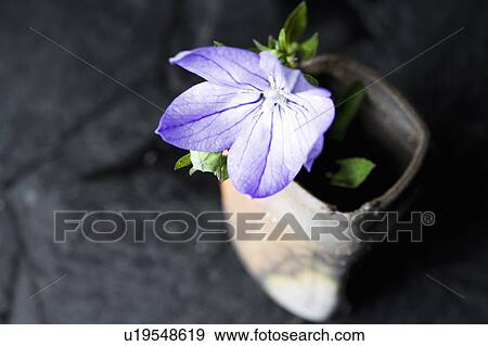 Stock Photo - Bellflower. Fotosearch