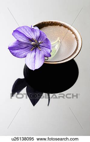 Bellflower View Large Photo Image Stock Photography - Bellflower. Fotosearch
